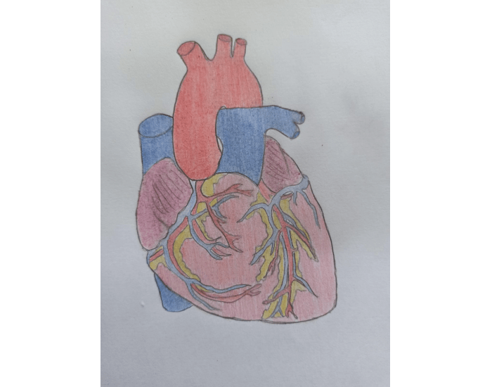 ANATOMIA INTERNA DO CORAÇÃO Quiz