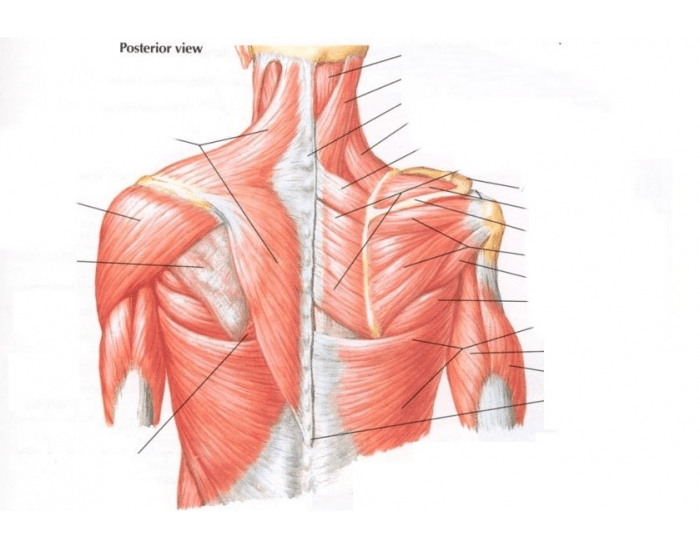 posterior back muscles Quiz