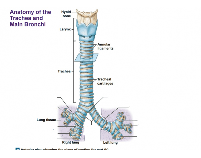 Anatomy of the Trachea and Main Bronchi — Printable Worksheet