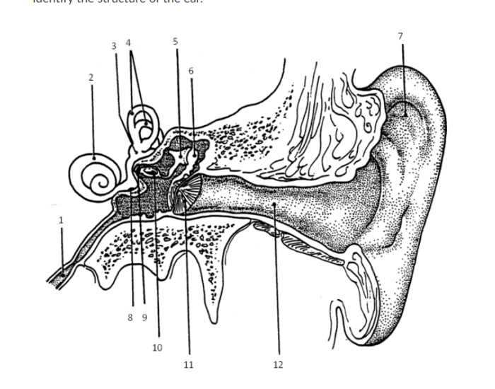 internal and external auditory meatus Quiz