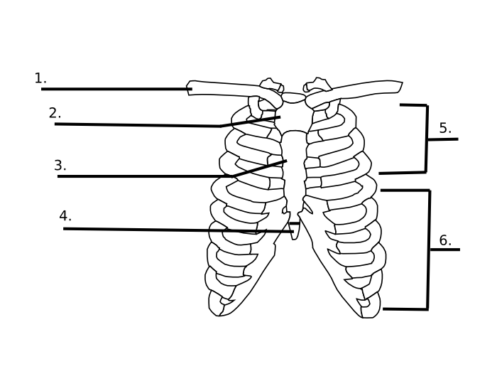 Label the Ribs — Printable Worksheet