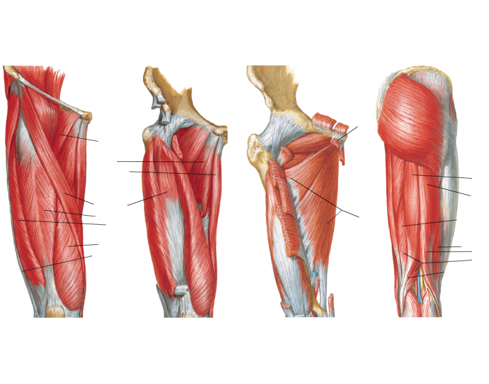 Anatomia aplicada da coxa- Músculos Quiz