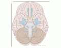 Location of Cranial Nerves API
