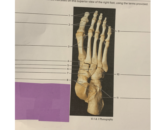 right foot labeled Quiz