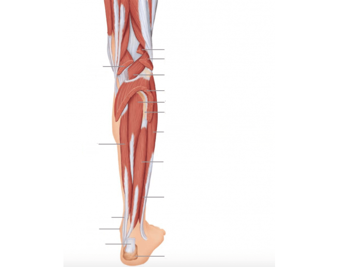 leg quiz