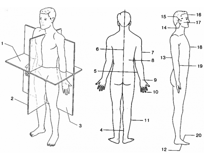 Body Section Grid Figure 1.1: Body Sections and Surfaces Quiz