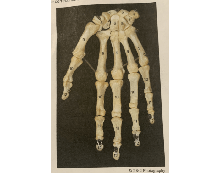 Right Hand Labelled right hand labeled Quiz