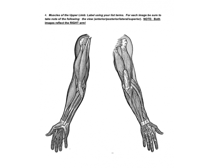 Distal Humerus Labeling — Printable Worksheet