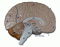 Human Brain API