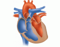 AIQ L2 Structure of Heart