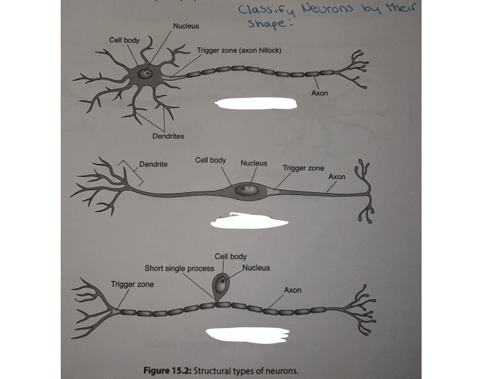 Classify Neurons by their Shape Quiz