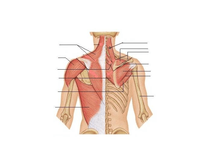 Shoulder Muscles Posterior Printable Worksheet