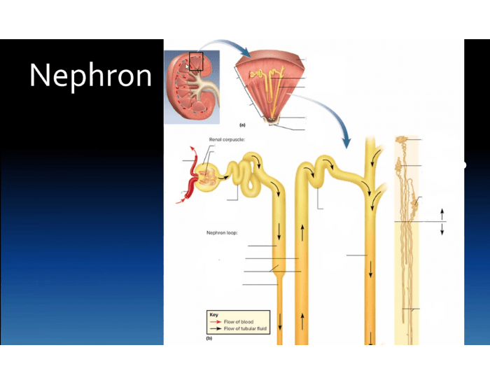 Nephron Worksheet.pdf BIOL 65: nephron labeling — Printable Worksheet