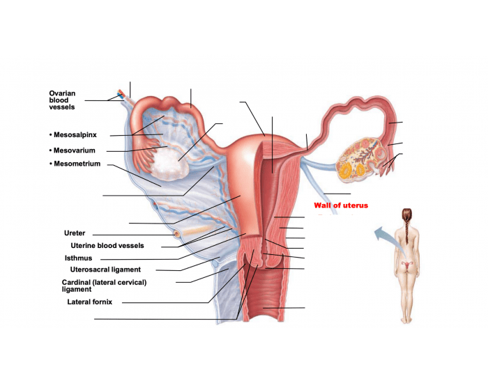 internal female reproductive system