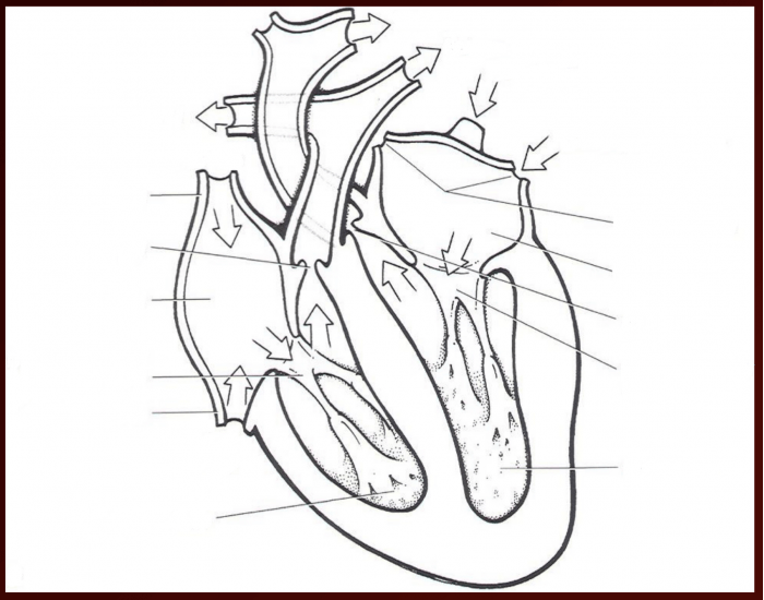 Label The Heart Quiz