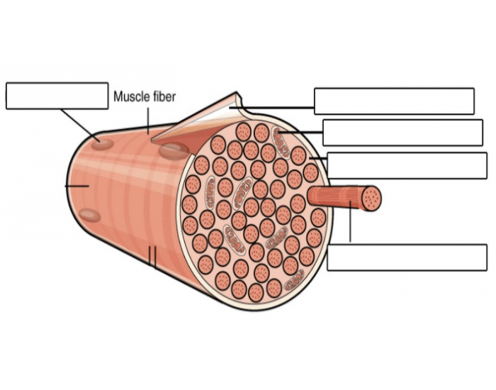 Muscle Fiber Model Fillable Label Worksheet.pdf Muscle Fiber Labeling Quiz