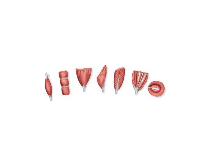 muscle shapes — Printable Worksheet