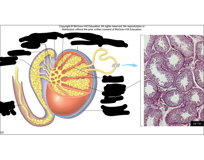 Histology of the Testis Quiz