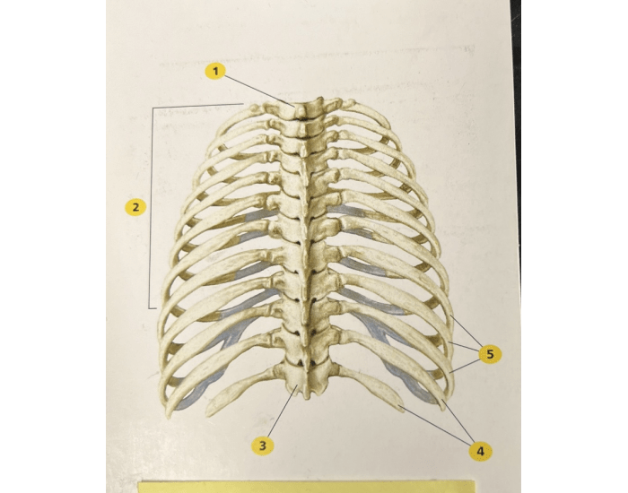 Posterior View 12 Rib Rib Cage- Posterior View Quiz