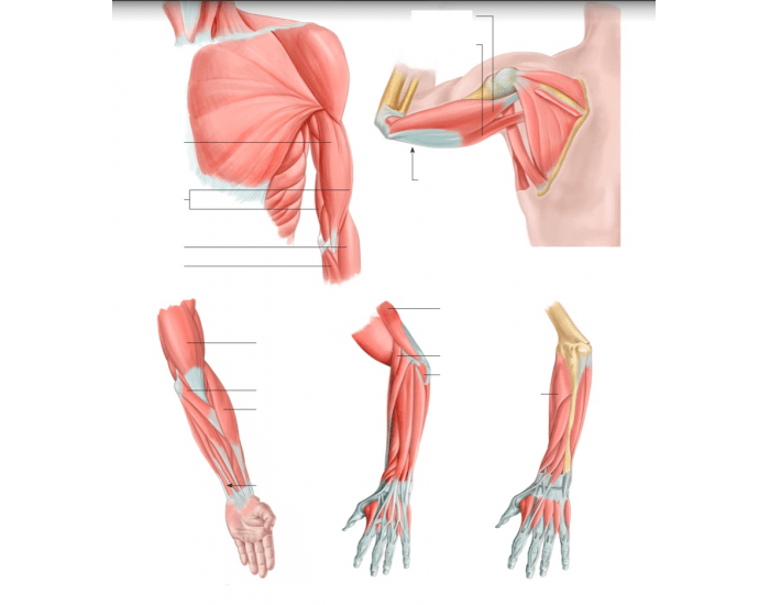 Extensor Group Elbow elbow flexors and extensors Quiz