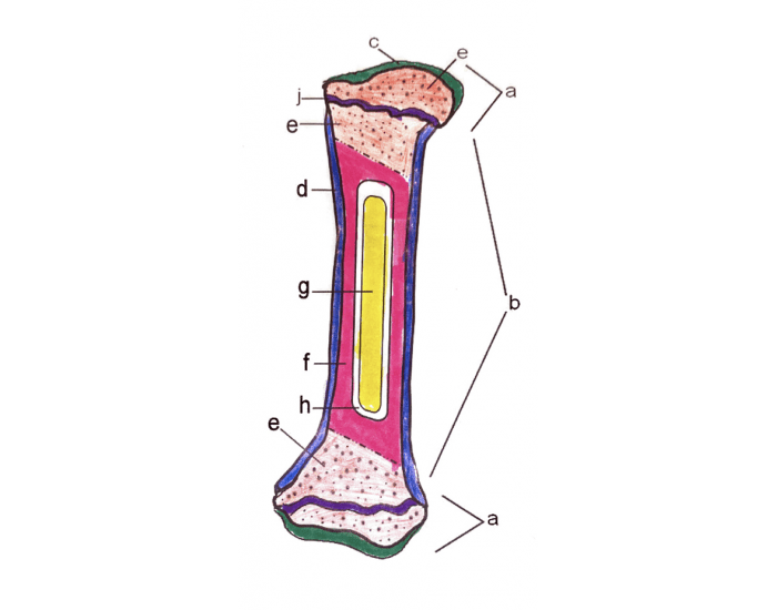 Anatomy of bone Quiz