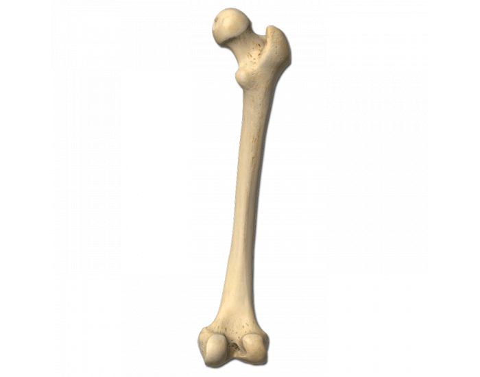 label the right femur (posterior view) Quiz