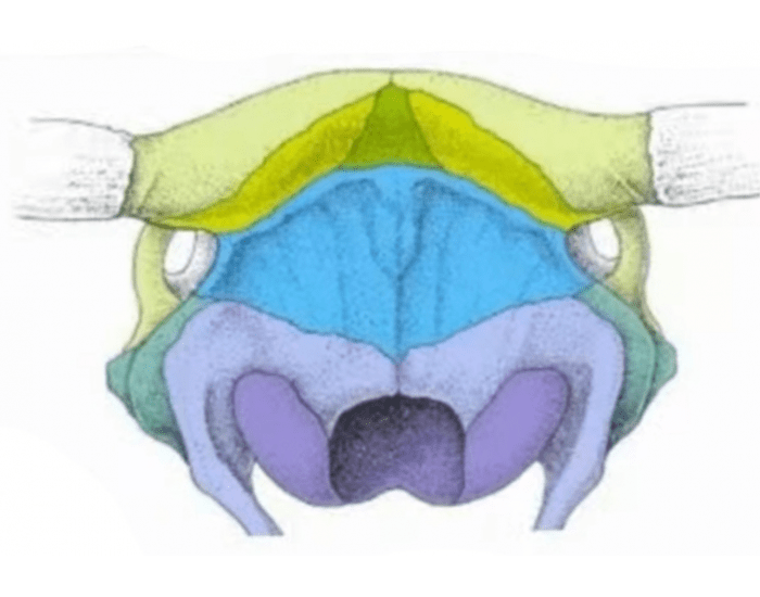 Osteologia - Cabeça do ruminante (5) Quiz