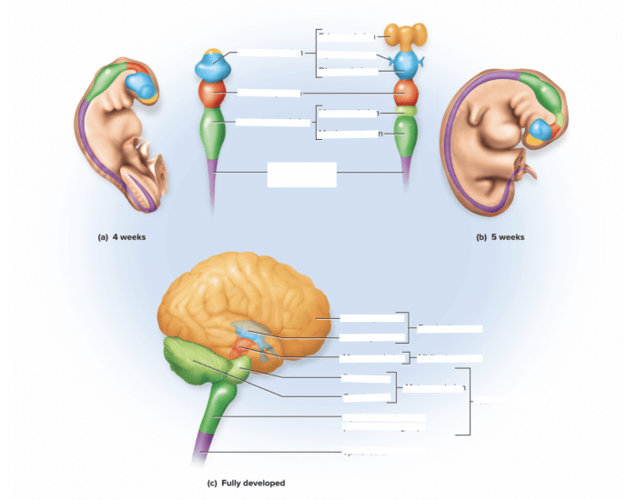 Embryonal Brain Development Brain: Embryonic Development — Printable Worksheet