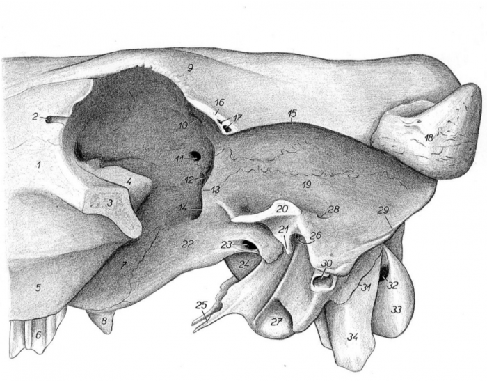 Osteologia - Cabeça do ruminante (3) Quiz