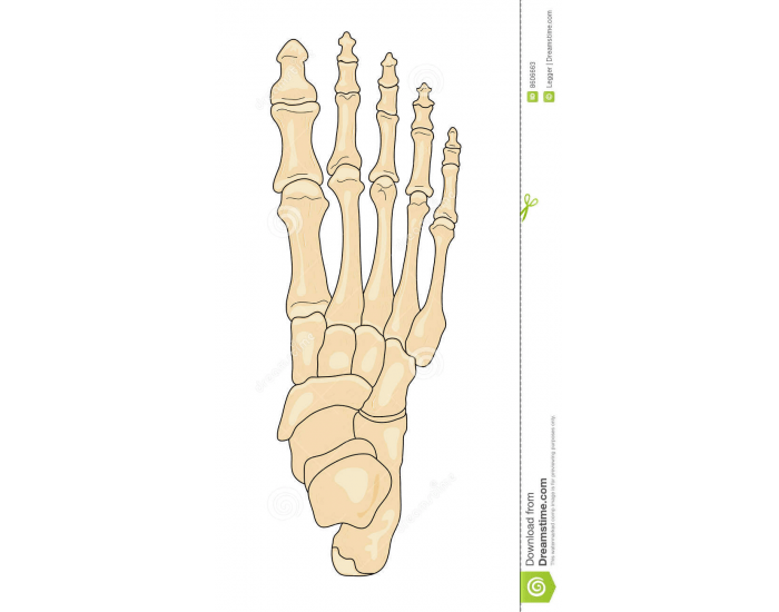 label the bones of the foot Quiz