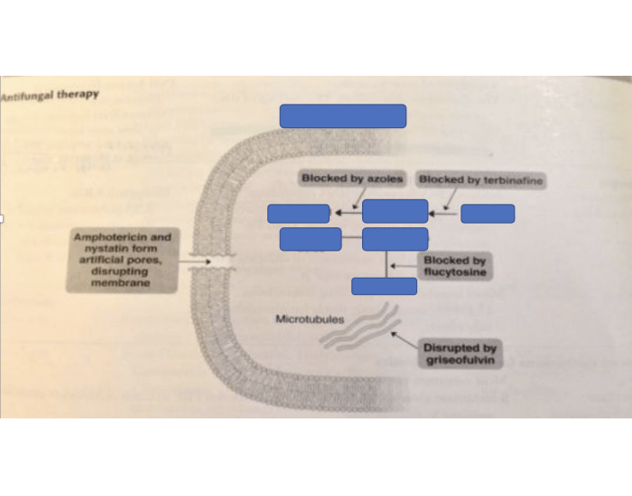 Antifungal therapy Quiz