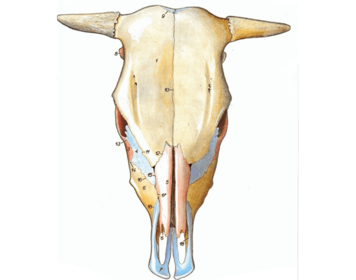 Osteologia - Cabeça do ruminante (1) Quiz