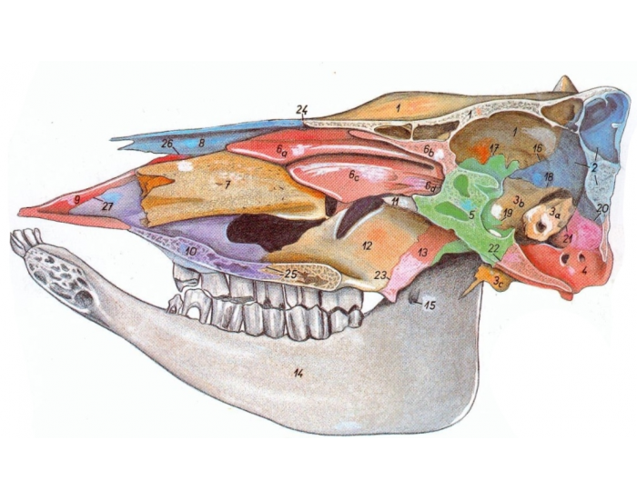 Osteologia - Cabeça do ruminante (4) Quiz