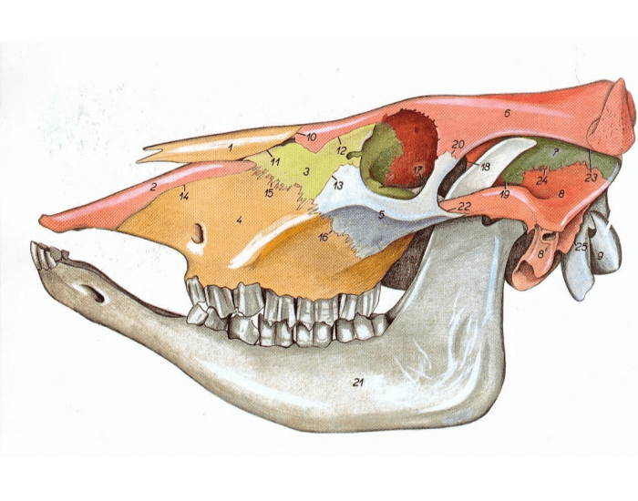 Osteologia - Cabeça do ruminante (2) Quiz