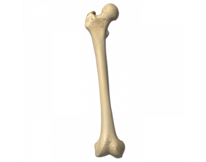 Label the right femur (anterior view) — Printable Worksheet