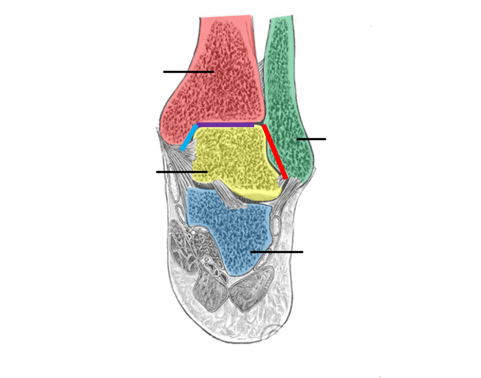 Talocrural Shape The Talocrural Joint Quiz
