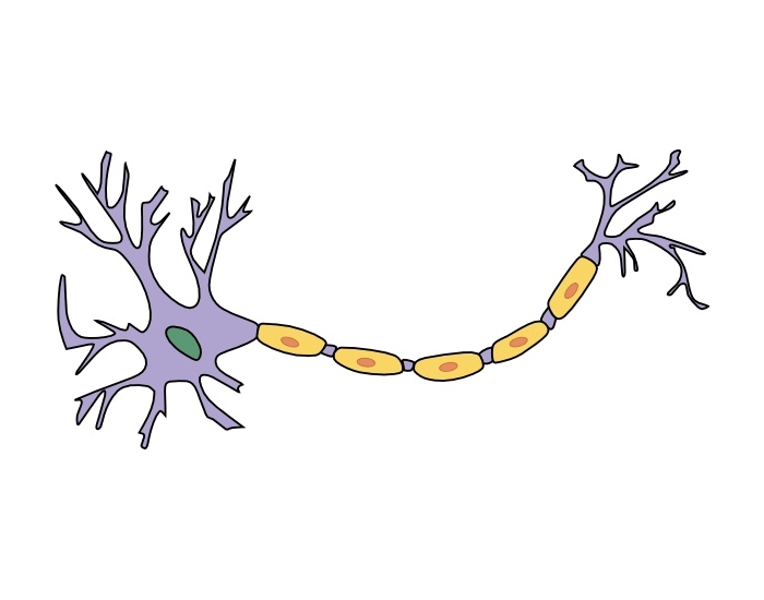 Basic Structure Of A Neuron Printable Worksheet