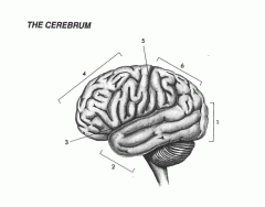 The Cerebrum Quiz