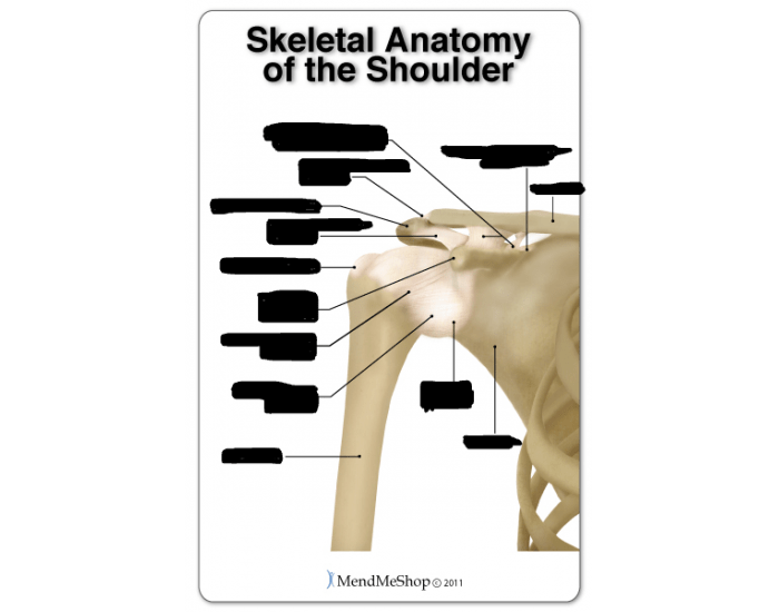 Shoulder Skeleton Quiz