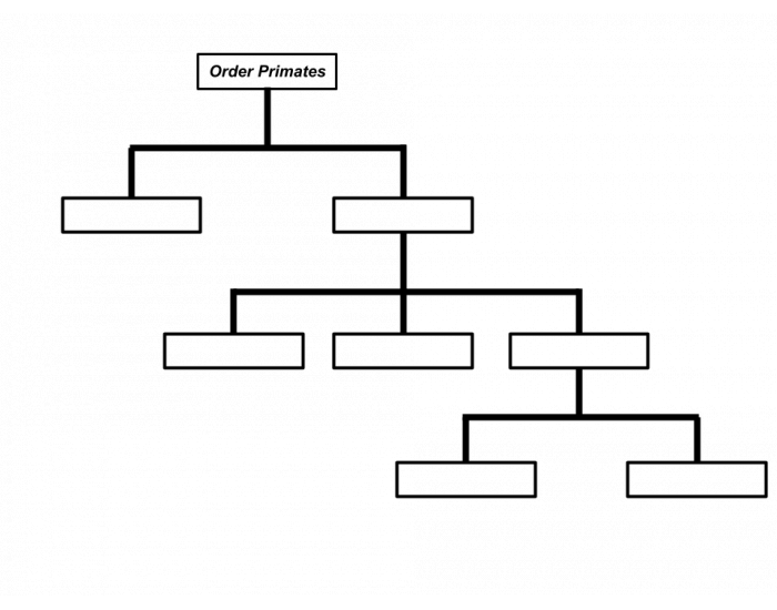 Order Level Graph Order Primates Order Levels Quiz