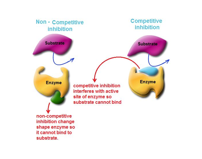 Competitive Inhibition Types Quiz