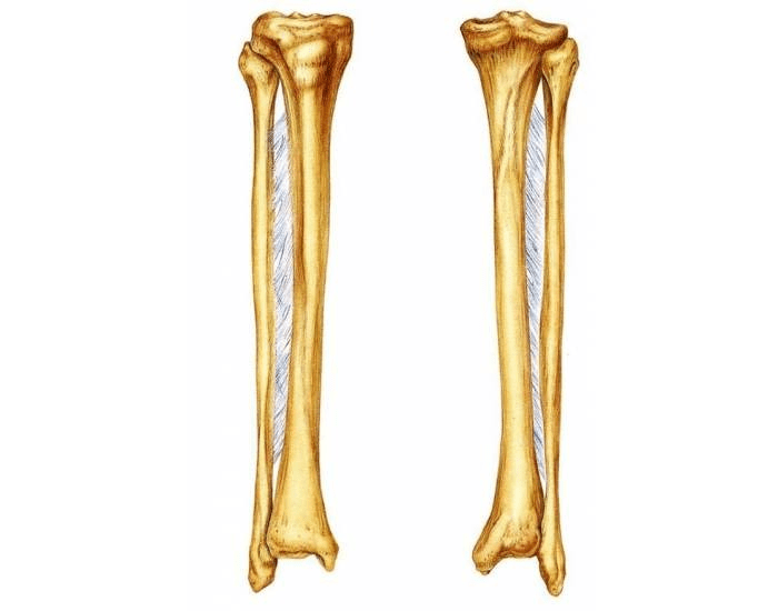 Tibia And Fibula Diagram Printable Worksheet
