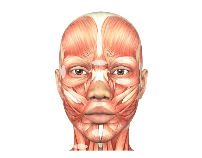 Músculos da face nutrição — Printable Worksheet