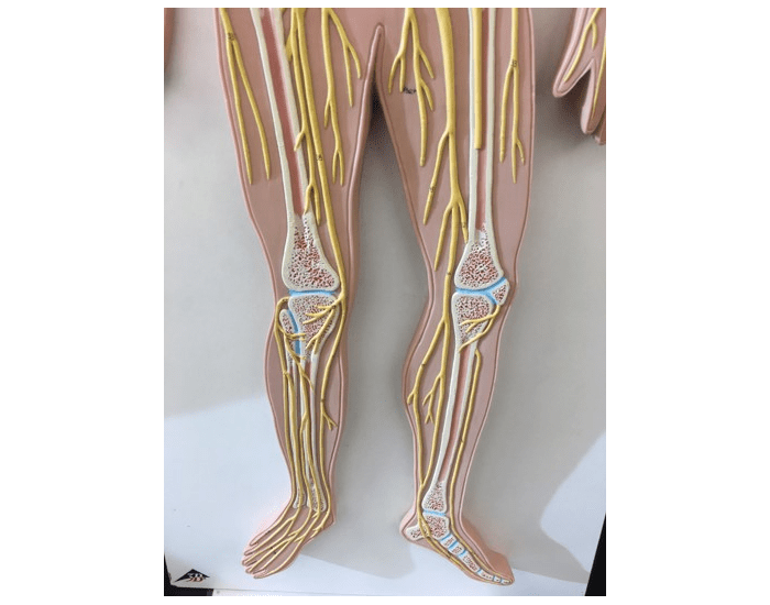 Bottom Of Body Bottom of body spinal nerves Quiz