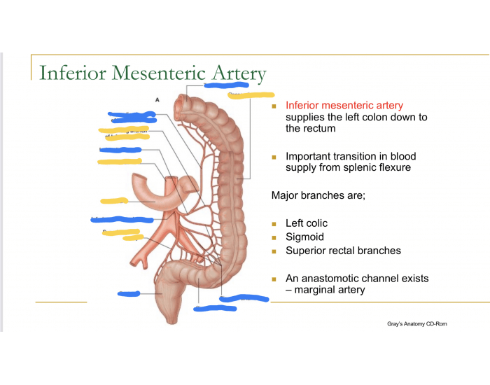 Inferior Mesenteric Artery Quiz