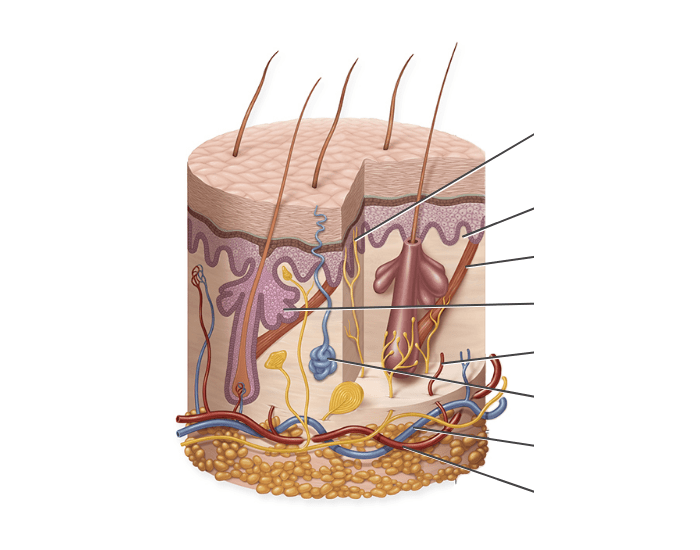 Skin Accessory Structures Accessory structures of the skin Quiz