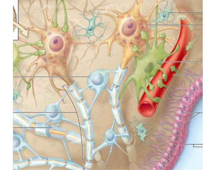 Brain Cell Component Cellular Composition of the Brain Quiz