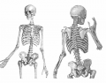 Axial Skeleton - Anterior and Posterior