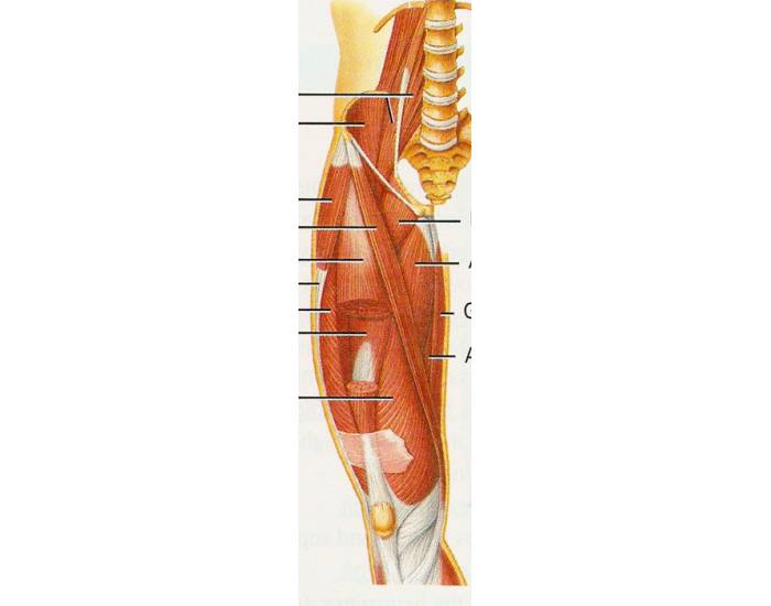 Thigh Muscles Superficial Anterior Quiz Thigh Muscles Superficial Anterior Quiz