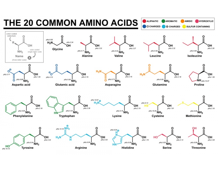 Amino Acids--one letter and three letter codes — Printable Worksheet